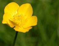 image of flower