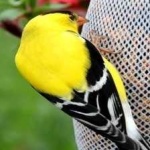 image of bird