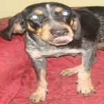 image of animal