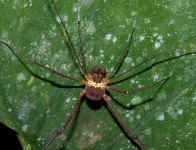 image of harvestman