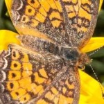 image of animal
