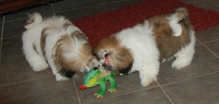 image of shih_tzu