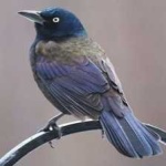 image of bird
