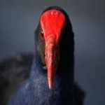 image of bird
