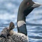 image of bird