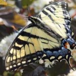 image of animal