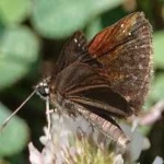 image of animal