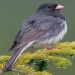 image of bird