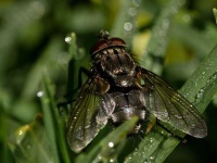 image of fly