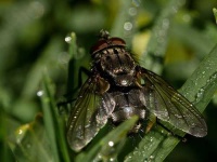 image of fly #4