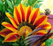 image of flower