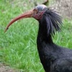 image of northern_bald_ibis #1