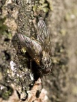 image of fly