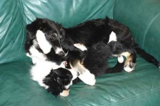 image of border_collie