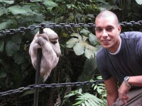 image of three_toed_sloth