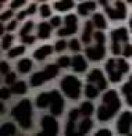 image of jaguar_car