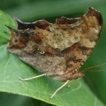 image of animal