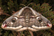 image of moth #21