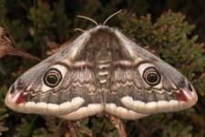 image of animal