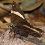 image of banded_butterfly #179