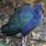 image of bird