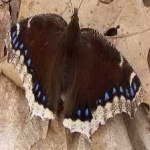 image of animal