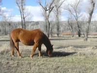 image of animal