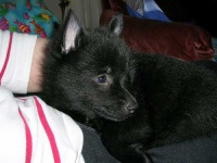 image of schipperke