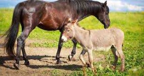 image of animal