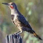 image of bird