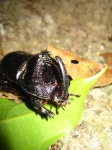 image of rhinoceros_beetle #32