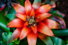 image of tropical_forest