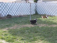 image of shetland_sheepdog