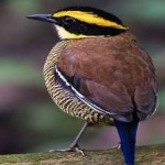 image of bird