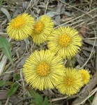 image of flower