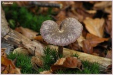 image of mushroom