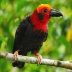 image of bird