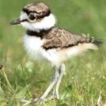 image of bird