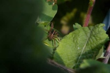 image of wolf_spider
