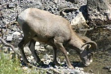 image of bighorn