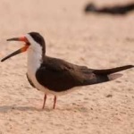 image of bird