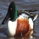 image of northern_shoveler #6