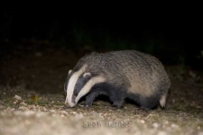 image of badger