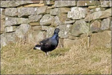 image of black_grouse #21