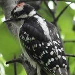 image of bird