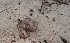 image of animal