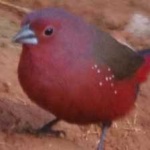 image of bird