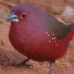 image of african_firefinch #5