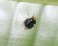 image of fly