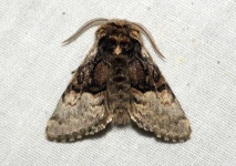 image of animal